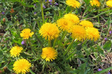 Sonbahar yapraklı ağaç dalı. Sonbahar arkaplanı.