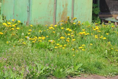 Sonbahar yapraklı ağaç dalı. Sonbahar arkaplanı.