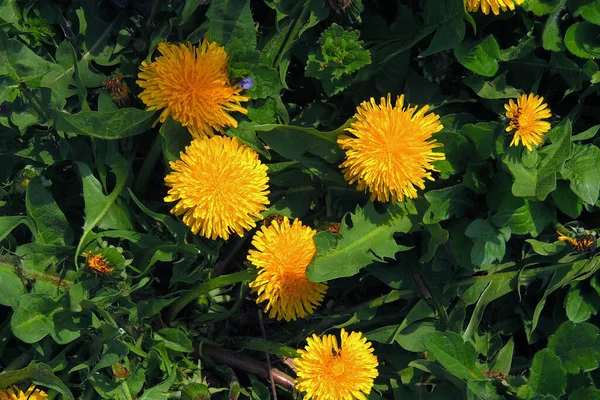 Rama Árboles Con Hojas Otoñales Fondo Otoño — Foto de Stock