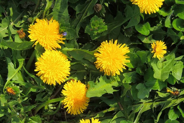 Rama Árboles Con Hojas Otoñales Fondo Otoño — Foto de Stock