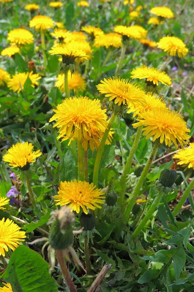 Rama Árboles Con Hojas Otoñales Fondo Otoño — Foto de Stock