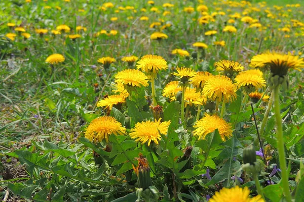 Rama Árboles Con Hojas Otoñales Fondo Otoño — Foto de Stock