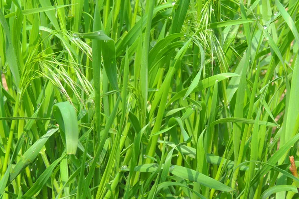 Close Fresh Thick Grass Water Drops Early Morning — Stock Photo, Image