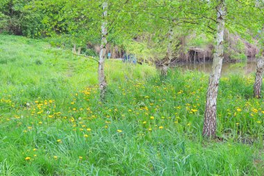 Bahar çayırlarında çiçek açan sarı karahindibalar. Yeşil çayırlar üzerinde parlak çiçekler karahindiba..