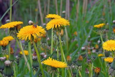 Bahar çayırlarında çiçek açan sarı karahindibalar. Yeşil çayırlar üzerinde parlak çiçekler karahindiba..