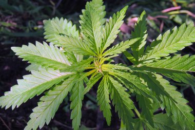 Marihuana ya da su damlalı kenevir bitkisi