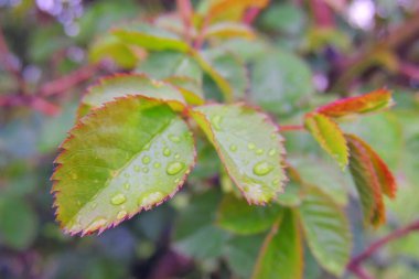 Yağmurdan sonra güneş ışığı ve çimen çatısı ve yeşil arka planda yağmur damlası