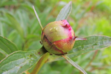 Pembe Şakayık çiçek tomurcuğu açmaya başlıyor, özsuyuyla beslenen karınca ile. - Yakın çekim. Bahar geldi..