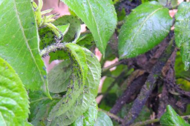 Şeker pancarı bitkilerinin üzerindeki kara fasulye yaprak biti. Hemiptera tarikatının bir üyesidir. Diğer yaygın isimler arasında karasinek, yaprak biti ve pancar yaprağı yaprağı bitleri vardır. Pancar üzerindeki böcekler.