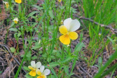 Yaban çiçeği çayırı, çiçek çayırı, kır çiçekleri.