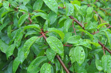 Yağmurdan sonra güneş ışığı ve çimen çatısı ve yeşil arka planda yağmur damlası