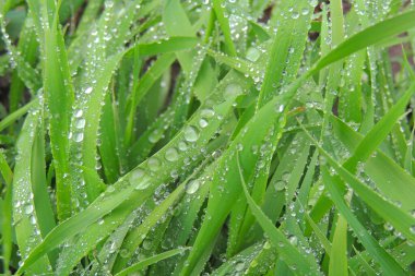 Yağmurdan sonra güneş ışığı ve çimen çatısı ve yeşil arka planda yağmur damlası
