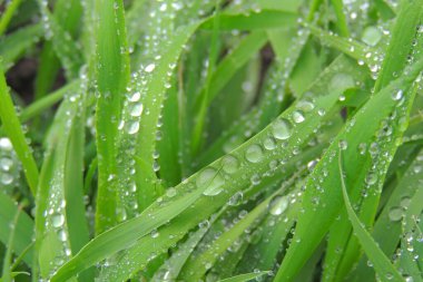 Yağmurdan sonra güneş ışığı ve çimen çatısı ve yeşil arka planda yağmur damlası