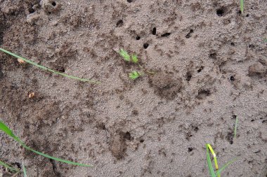 Karınca yuvasının arka plan görüntüsü. Güneşli bir günde Anthill. Orman karıncaları karınca yuvasında çalışır..