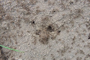 Karınca yuvasının arka plan görüntüsü. Güneşli bir günde Anthill. Orman karıncaları karınca yuvasında çalışır..