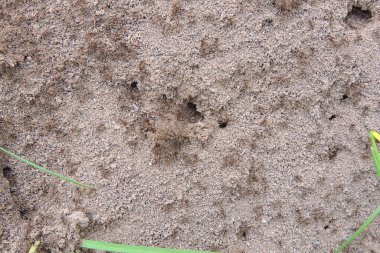 Karınca yuvasının arka plan görüntüsü. Güneşli bir günde Anthill. Orman karıncaları karınca yuvasında çalışır..