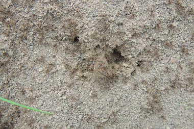Karınca yuvasının arka plan görüntüsü. Güneşli bir günde Anthill. Orman karıncaları karınca yuvasında çalışır..
