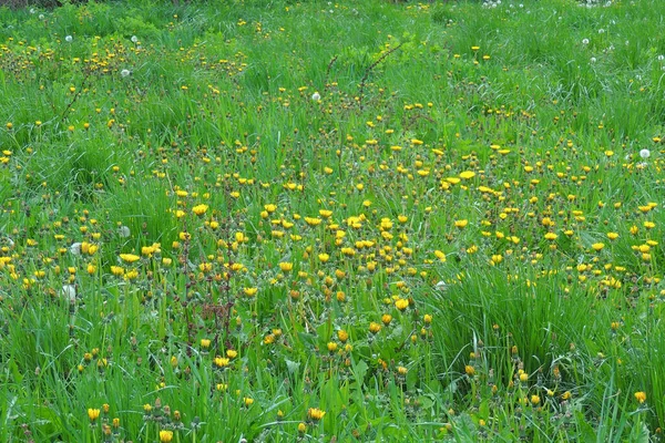 Blooming Yellow Dandelions Spring Meadow Bright Flowers Dandelions Background Green — Stock Photo, Image