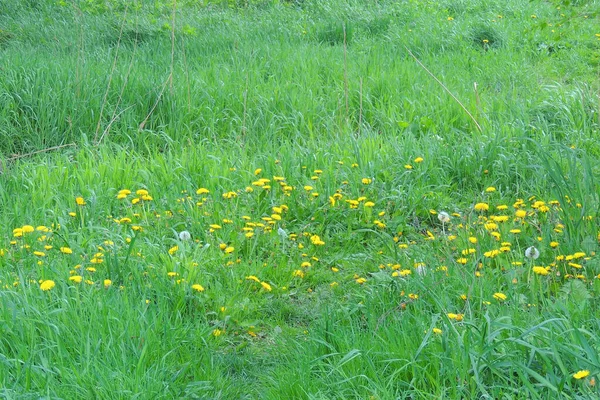 春天的草地上盛开着黄色的蒲公英 绿色草地背景上的艳丽的蒲公英 — 图库照片