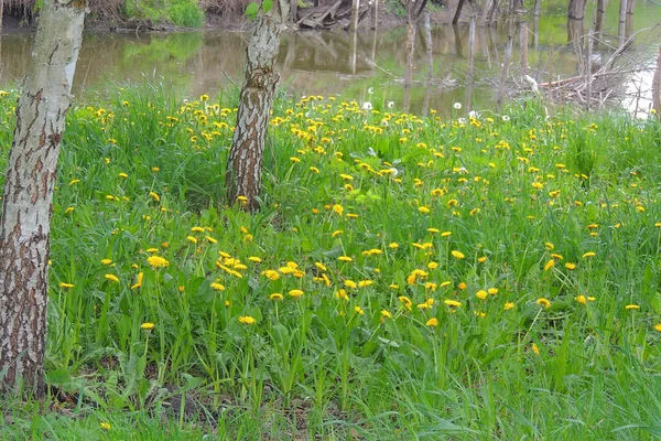 Kvetoucí Žluté Pampelišky Jarní Louce Jasné Květy Pampelišky Pozadí Zelených — Stock fotografie
