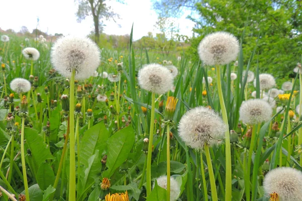 Blühende Gelbe Löwenzahne Auf Der Frühlingswiese Leuchtende Blüten Löwenzahn Auf — Stockfoto