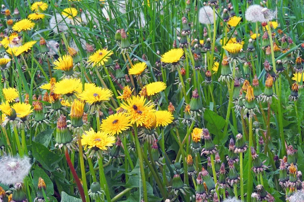 Pissenlits Jaunes Fleurs Dans Prairie Printanière Fleurs Lumineuses Pissenlits Sur — Photo