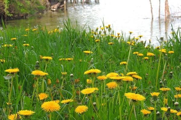 Blühende Gelbe Löwenzahne Auf Der Frühlingswiese Leuchtende Blüten Löwenzahn Auf — Stockfoto