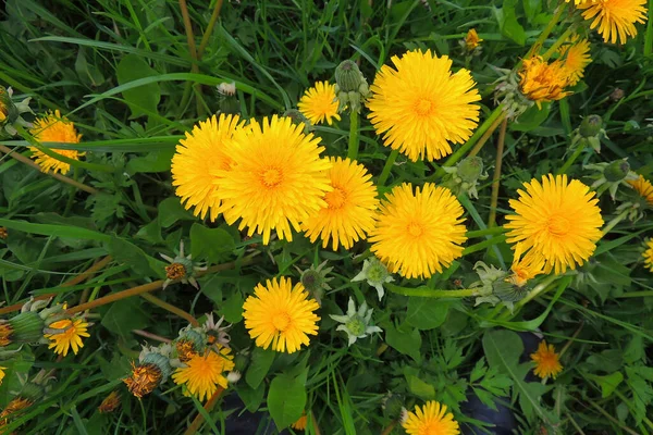 Blühende Gelbe Löwenzahne Auf Der Frühlingswiese Leuchtende Blüten Löwenzahn Auf — Stockfoto