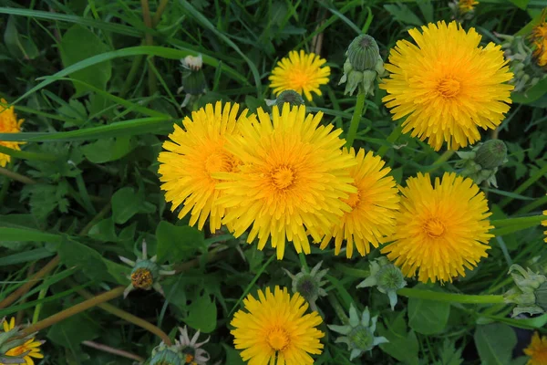 Blühende Gelbe Löwenzahne Auf Der Frühlingswiese Leuchtende Blüten Löwenzahn Auf — Stockfoto