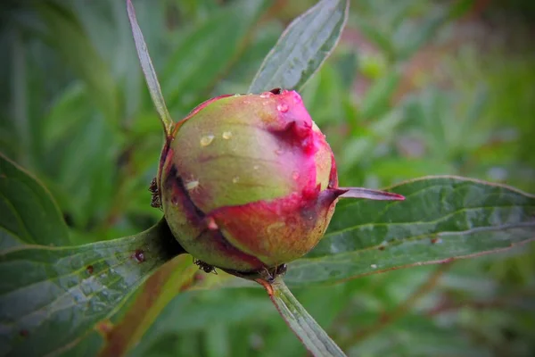 Brote Flor Peonía Rosa Que Comienza Abrirse Con Hormiga Alimentándose —  Fotos de Stock