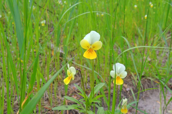 Wildblumenwiese Blumenwiese Wildblumen — Stockfoto