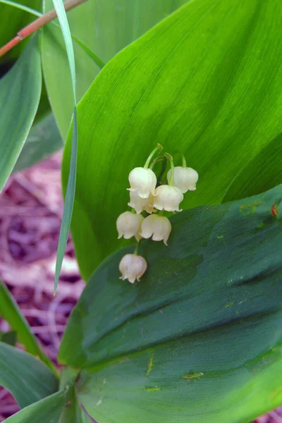 Wald Landyshi Dichtes Duftendes Dickicht Von Zarten Blumen Vor Einem — Stockfoto