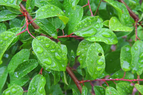 sunshine after raining and rain drop on grass roof and green background