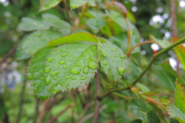 Luz Sol Após Chuva Queda Chuva Telhado Grama Fundo Verde — Fotografia de Stock