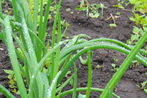 sunshine after raining and rain drop on grass roof and green background