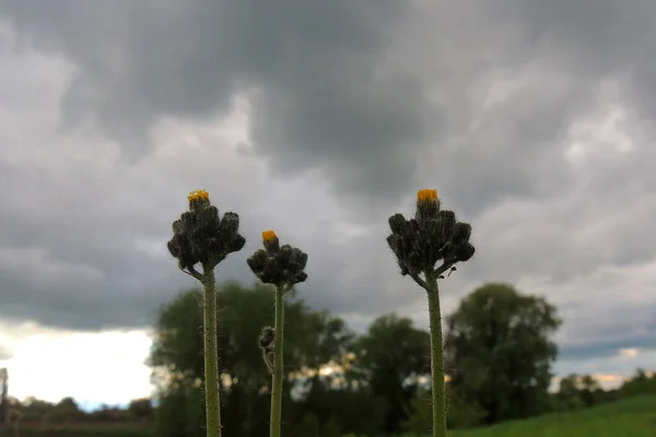 Feixe Sol Nuvens Escuras Céu Antes Trovoada — Fotografia de Stock