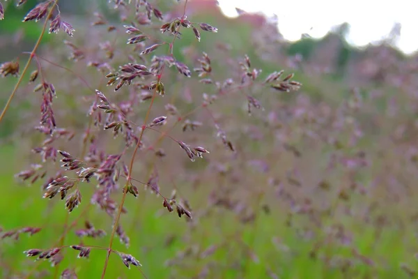 Prairie Fleurs Sauvages Prairie Fleurs Fleurs Sauvages — Photo