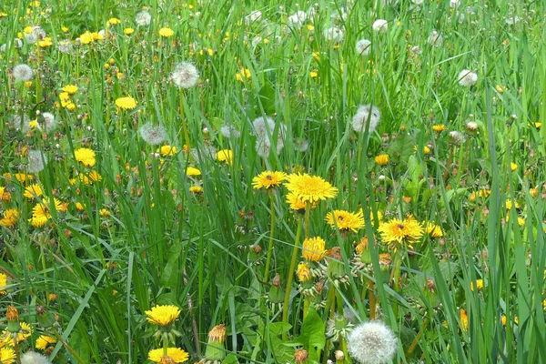 Bunga Kuning Dandelion Padang Rumput Musim Semi Bunga Terang Dandelion Stok Gambar