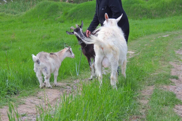生产牛奶的雌性白山羊 — 图库照片