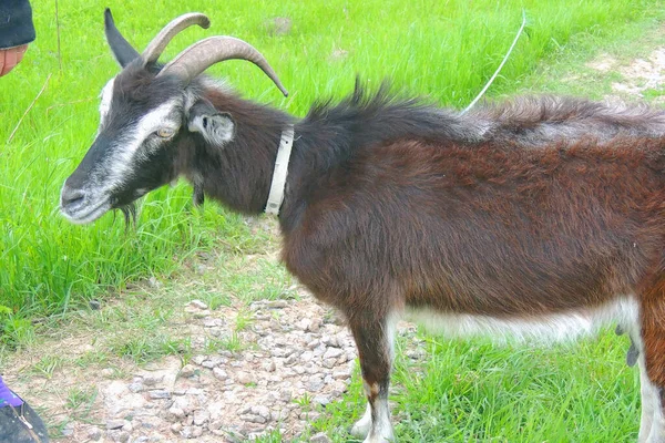 Cabra Blanca Para Producción Leche — Foto de Stock