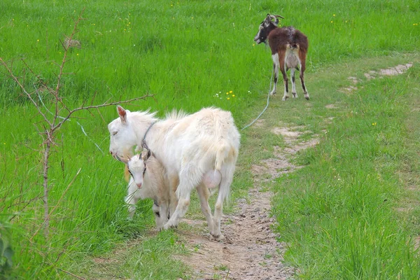 Cabra Blanca Para Producción Leche — Foto de Stock