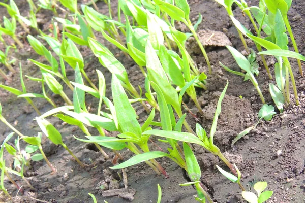 Mudas Pimentos Cultivadas Bandejas Estufa Bolhas — Fotografia de Stock