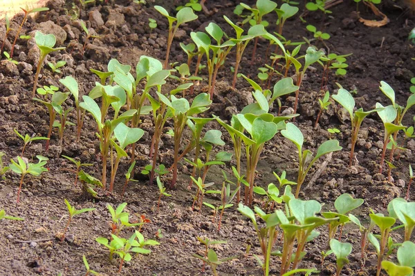 Biologische Landbouw Zaailingen Kas — Stockfoto