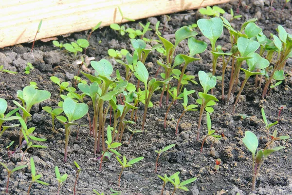 Organic Farming Seedlings Growing Greenhouse — Stock Photo, Image