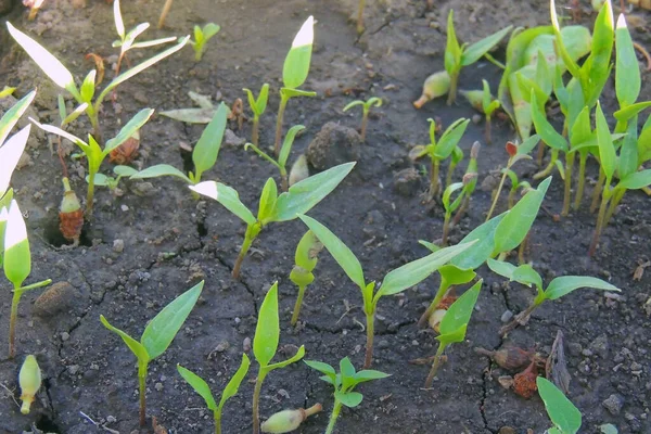 Peppers Seedlings Grown Trays Blisters Greenhouse — Stock Photo, Image