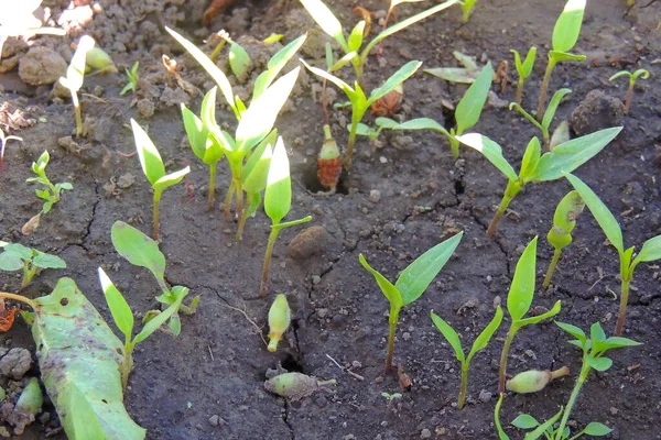 Σπόροι Πιπεριών Που Καλλιεργούνται Δίσκους Κυψέλες Θερμοκηπίου — Φωτογραφία Αρχείου