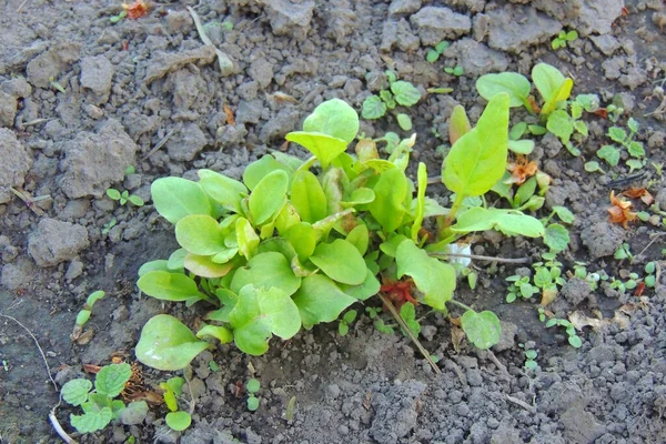 Green Eco Plants Young Fresh Sorrel Sunset — Stock Photo, Image