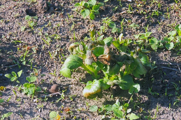 Kvinna Öppna Kylskåp Låda Med Frysta Grönsaker Närbild — Stockfoto