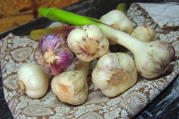 Organic Farming Background Dirty Garlic Bulbs Fresh Gathered Field Ecological — Stock Photo, Image