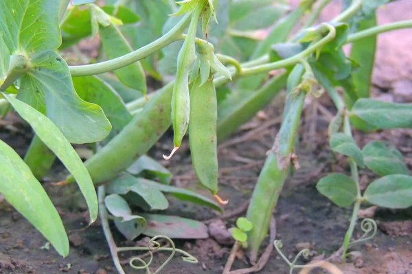 Guisantes Verdes Frescos Que Crecen Jardín Vegetal Casero —  Fotos de Stock